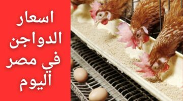جهزي مصروف الشهر لتخزين الفراخ.. أسعار الدواجن والبيض اليوم الأربعاء 24 ابريل