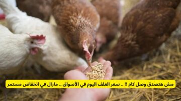 مش هتصدق وصل كام !! .. سعر العلف اليوم في الأسواق.. مازال يحدث ضجة كل يوم